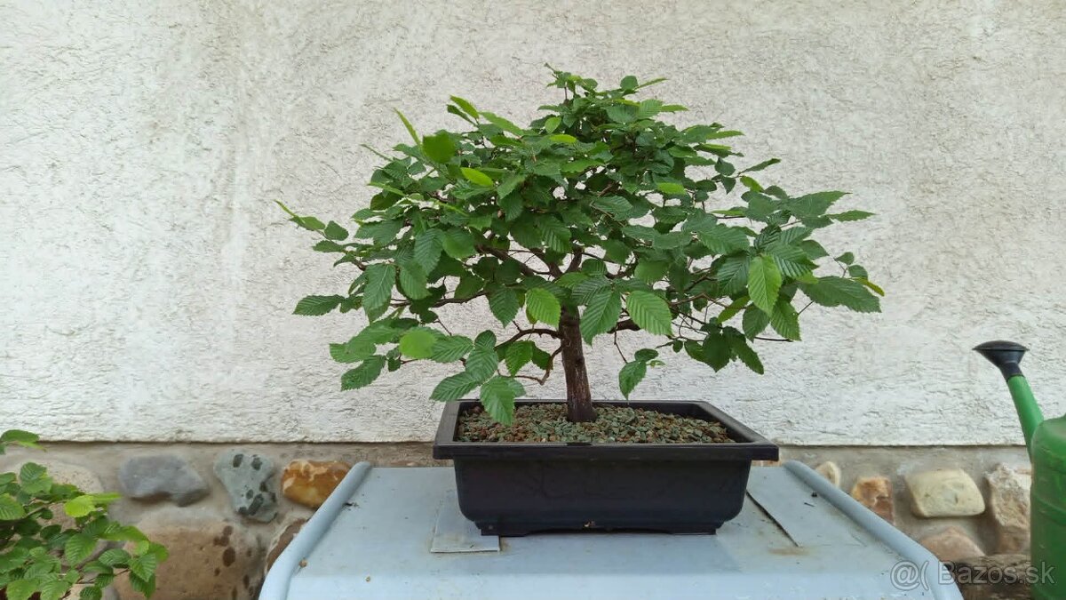 bonsai,bonsaj-hrab 34 - 9