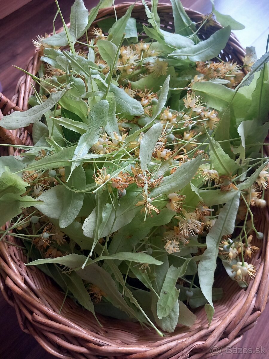 Sušené bylinky - 9