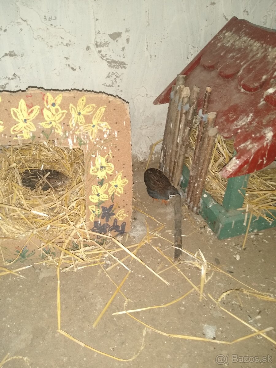 Predám prepelice činske - 9