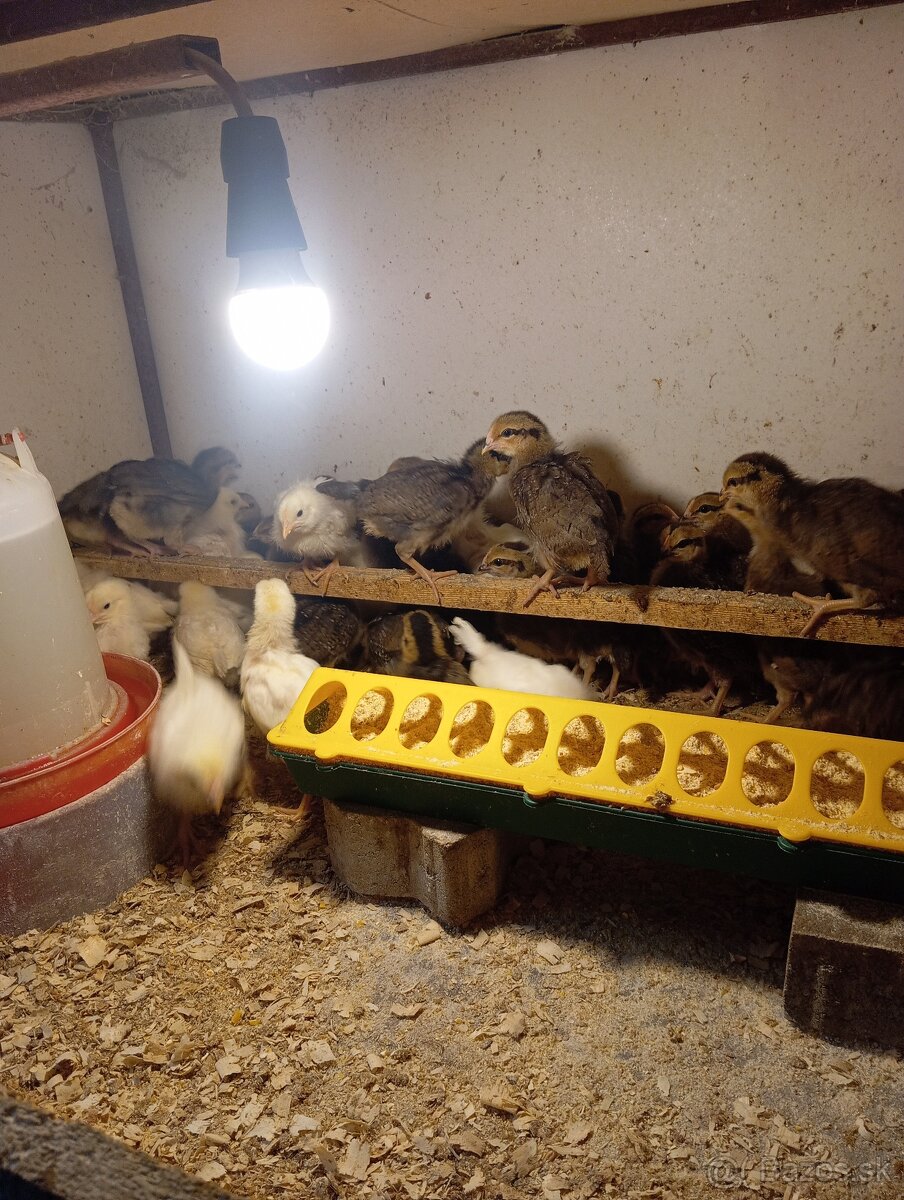 Leghorn, Vlaška jarabičia - 9