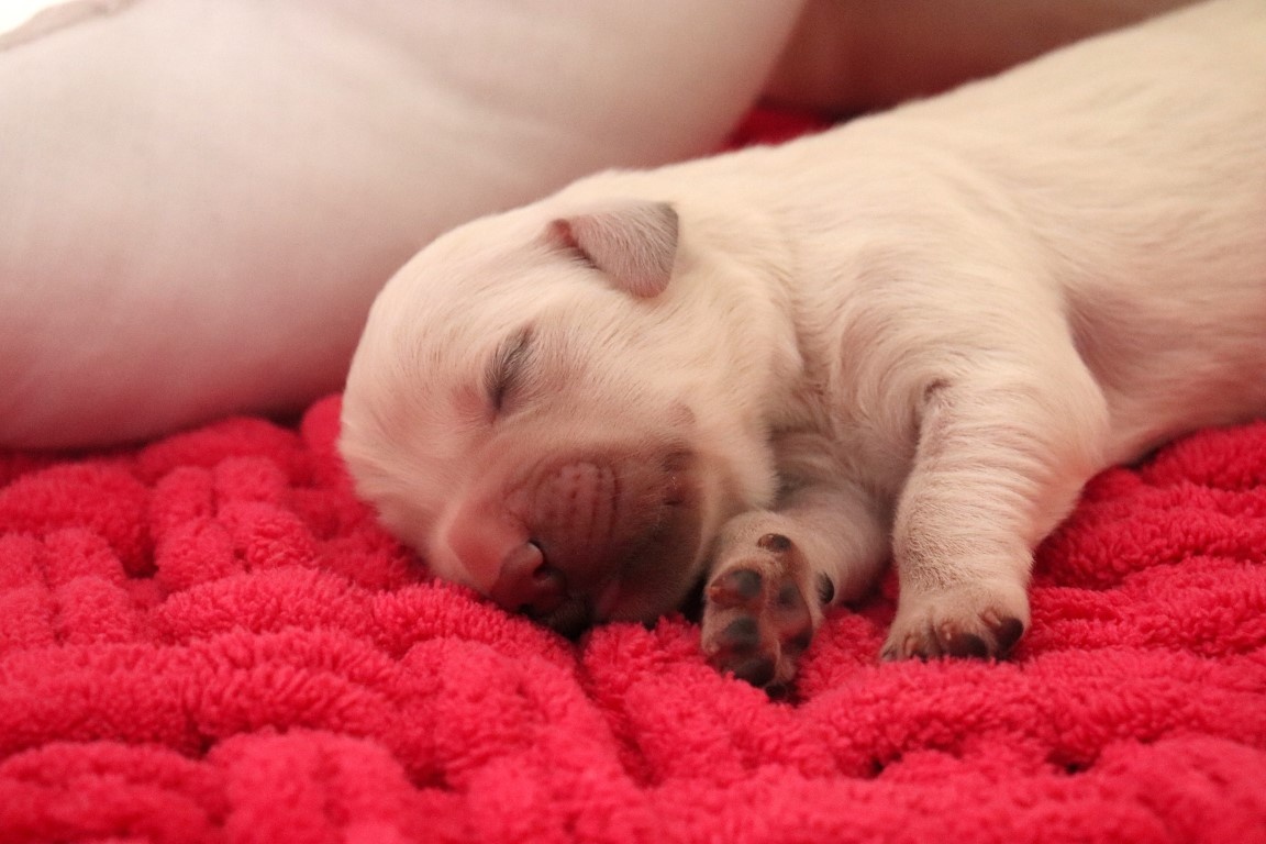Zlatý retriever/ Golden retriever - 9