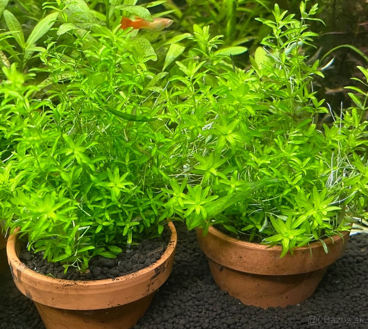 krevetky + rastlinky - 9