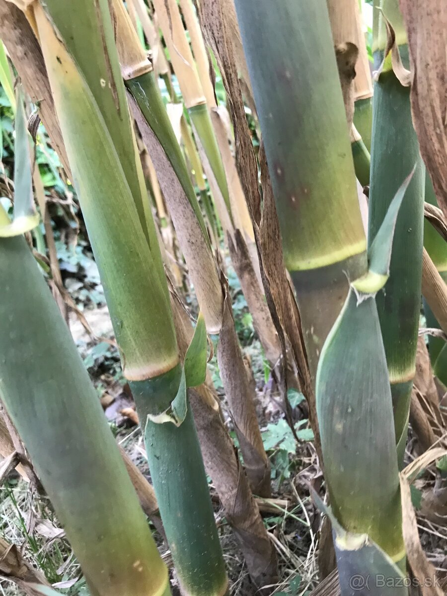 Predám BAMBUS, Bambusovú hľúzu - 9