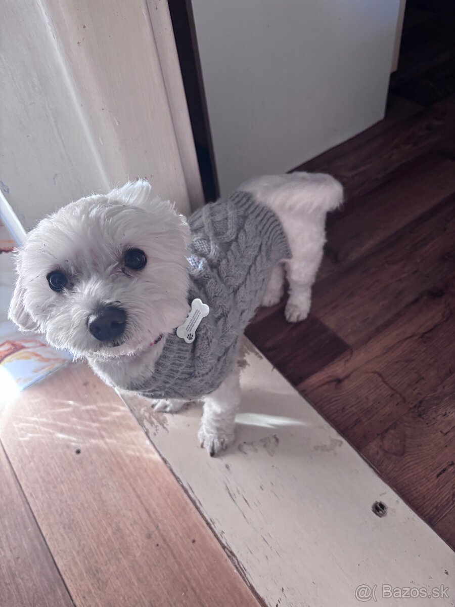 Maltézsky psík - 9