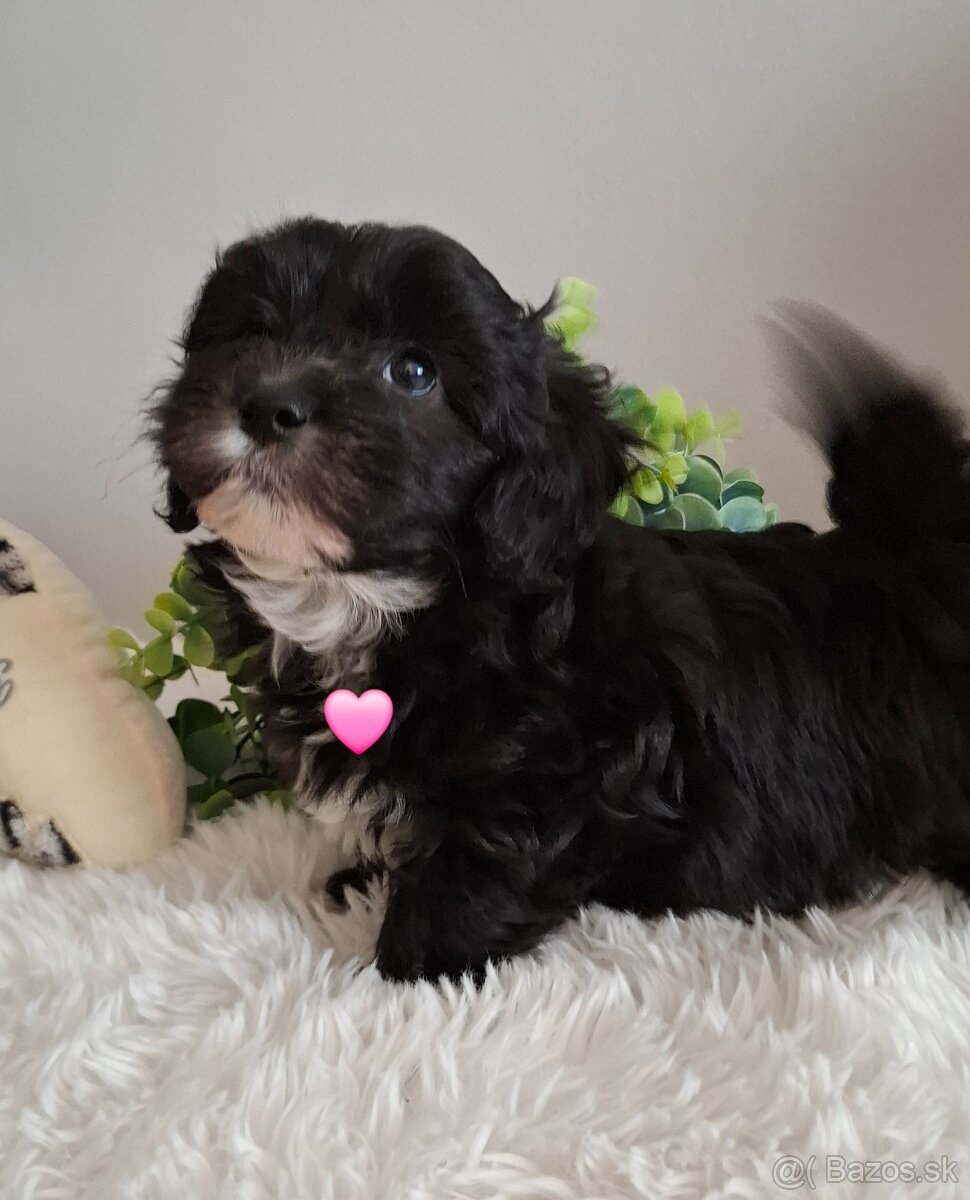 Maltipo,Maltipoo - 9