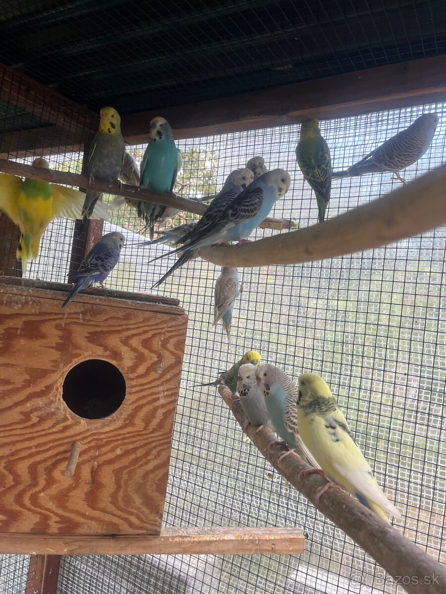 Andulky z volieri - 9