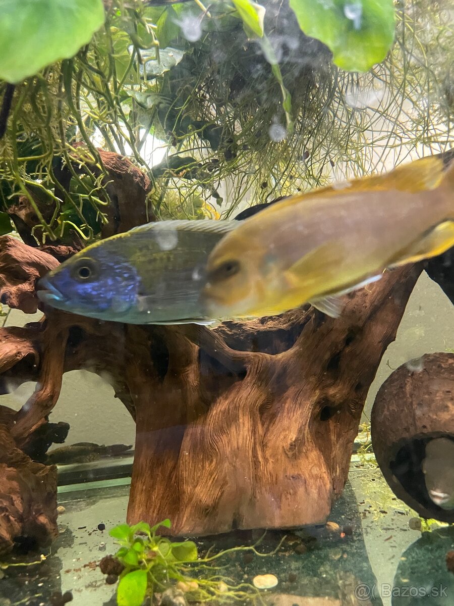 Cichlidy - 9