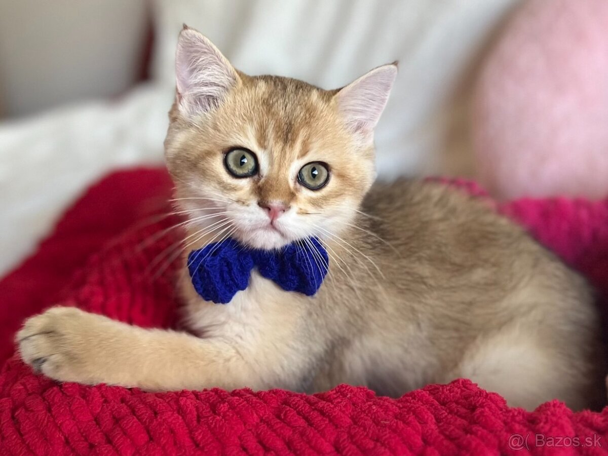 Scottish Straight v zlatej farbe - 9