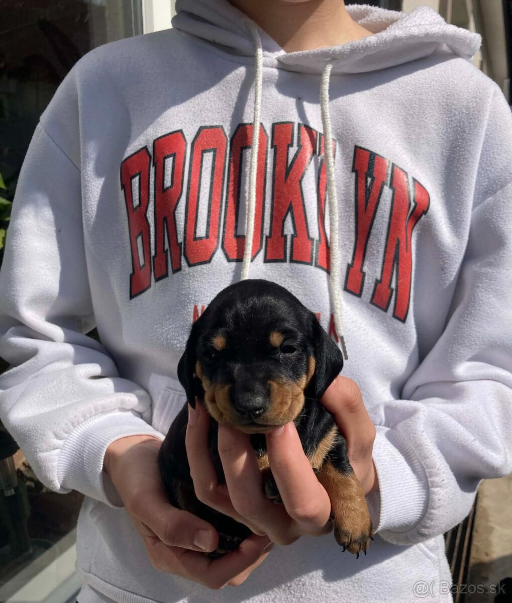 Jazveciky na predaj - 9