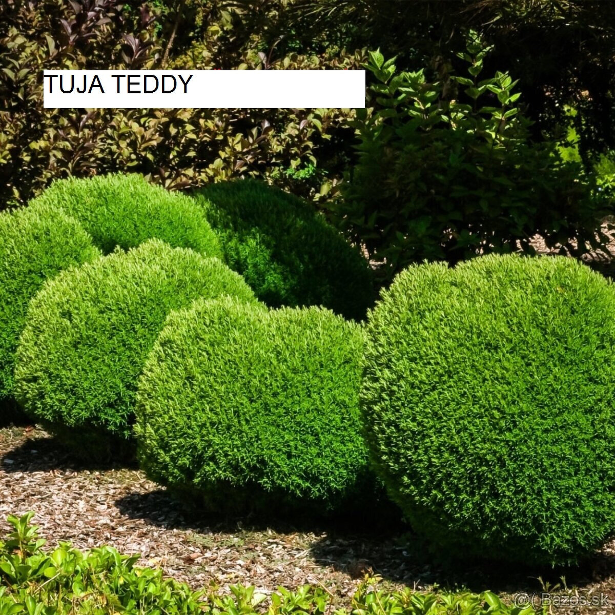 Predám ihličnany, trvalky za super ceny - 9