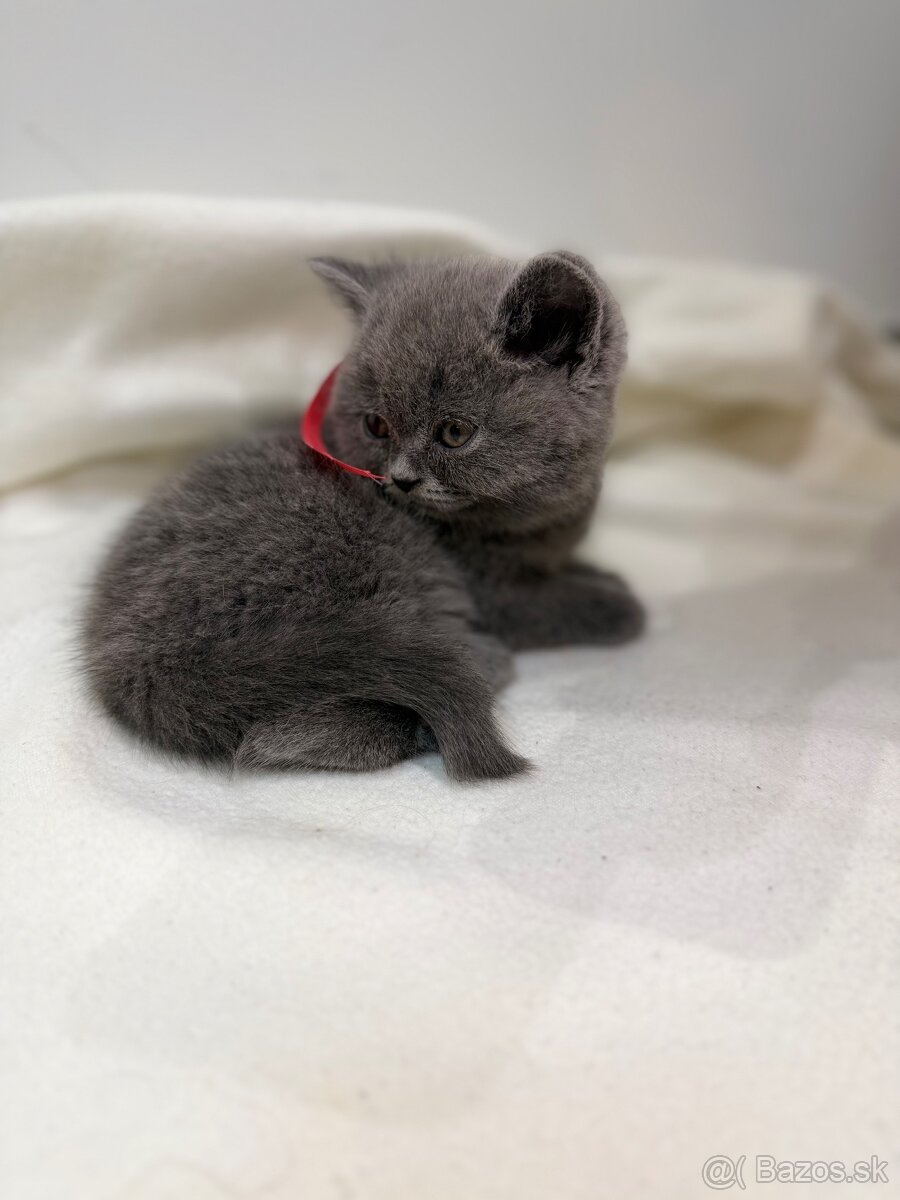 Britske maciatka - 9