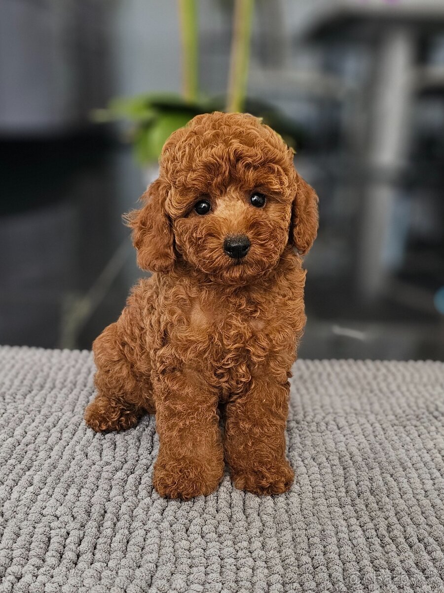 Trpasličí pudl, pudel, Miniature Poodle - 9