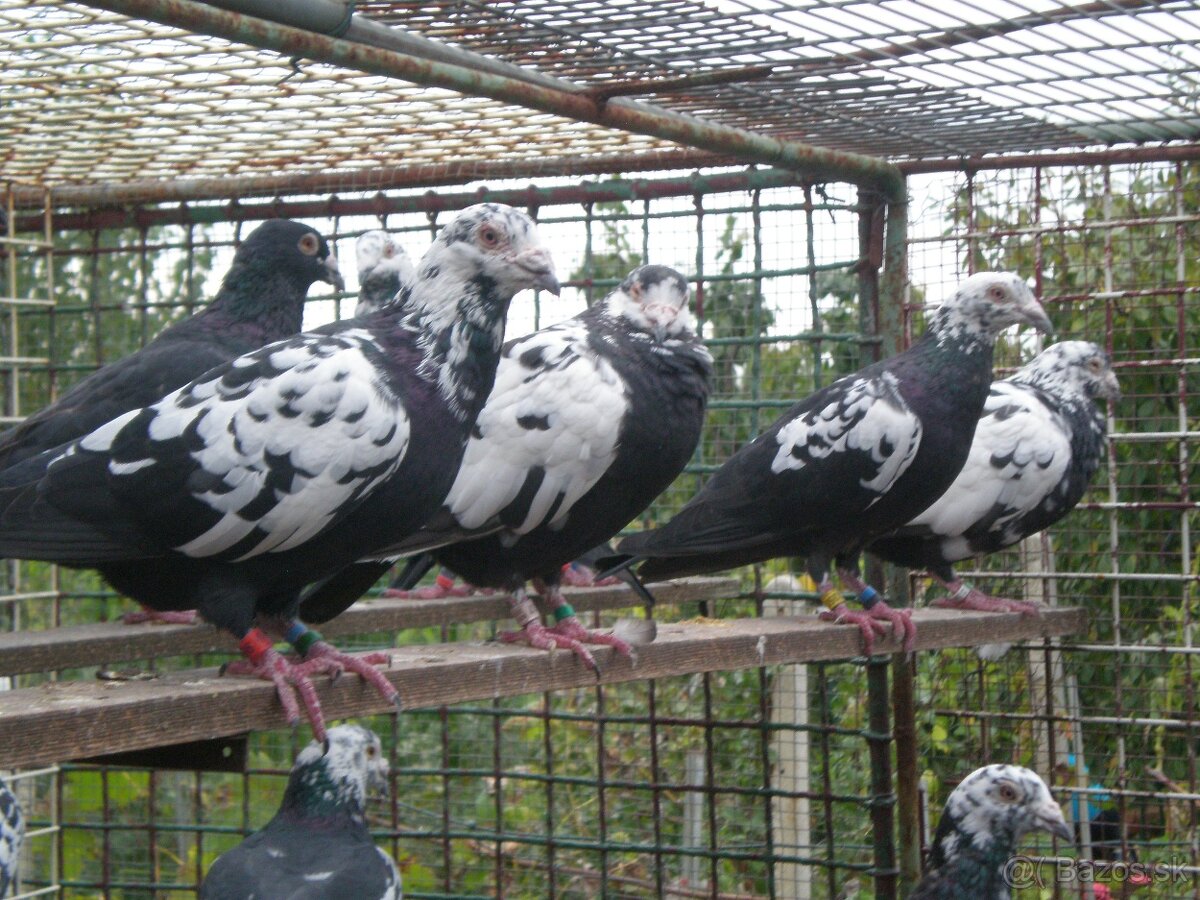 Predám poštové holuby - 9