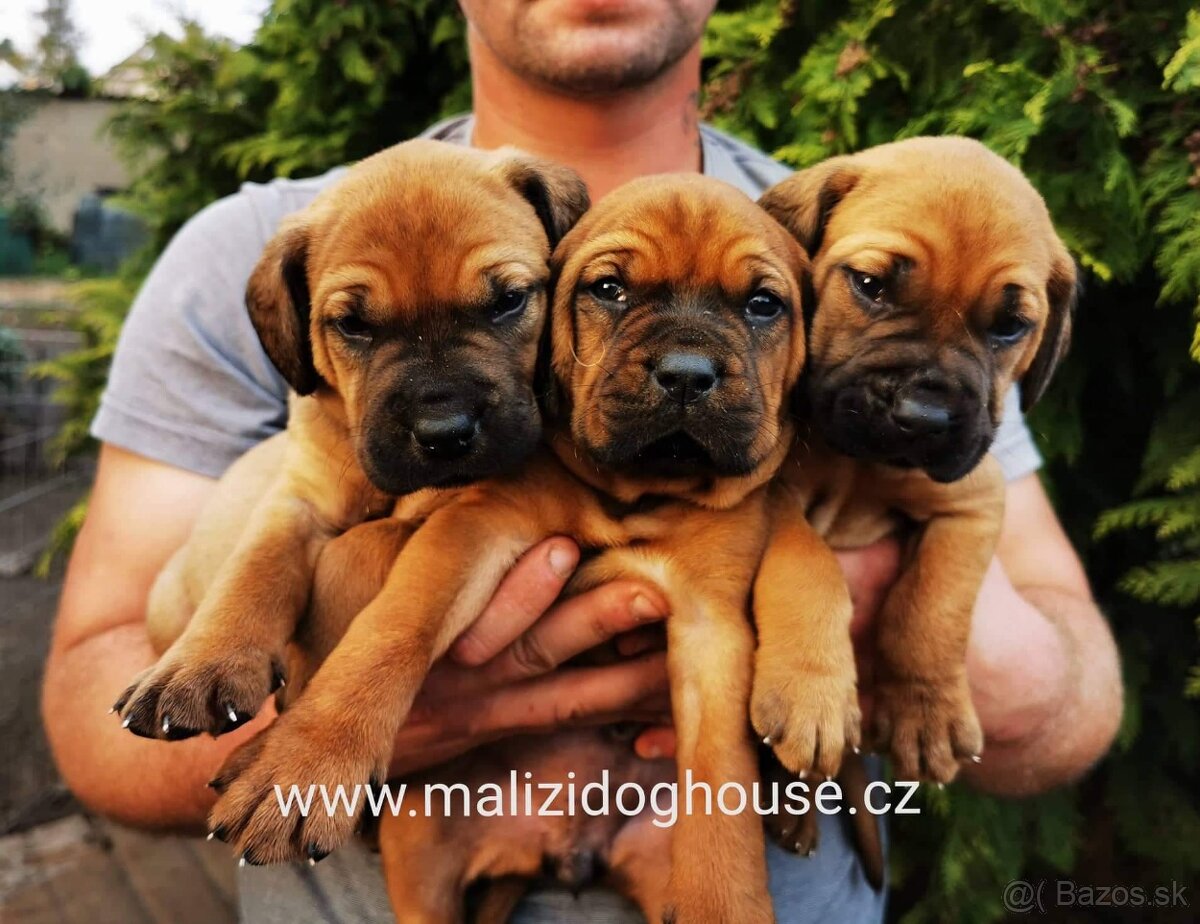 Tosa inu štěnata - přijímáme rezervace - 9