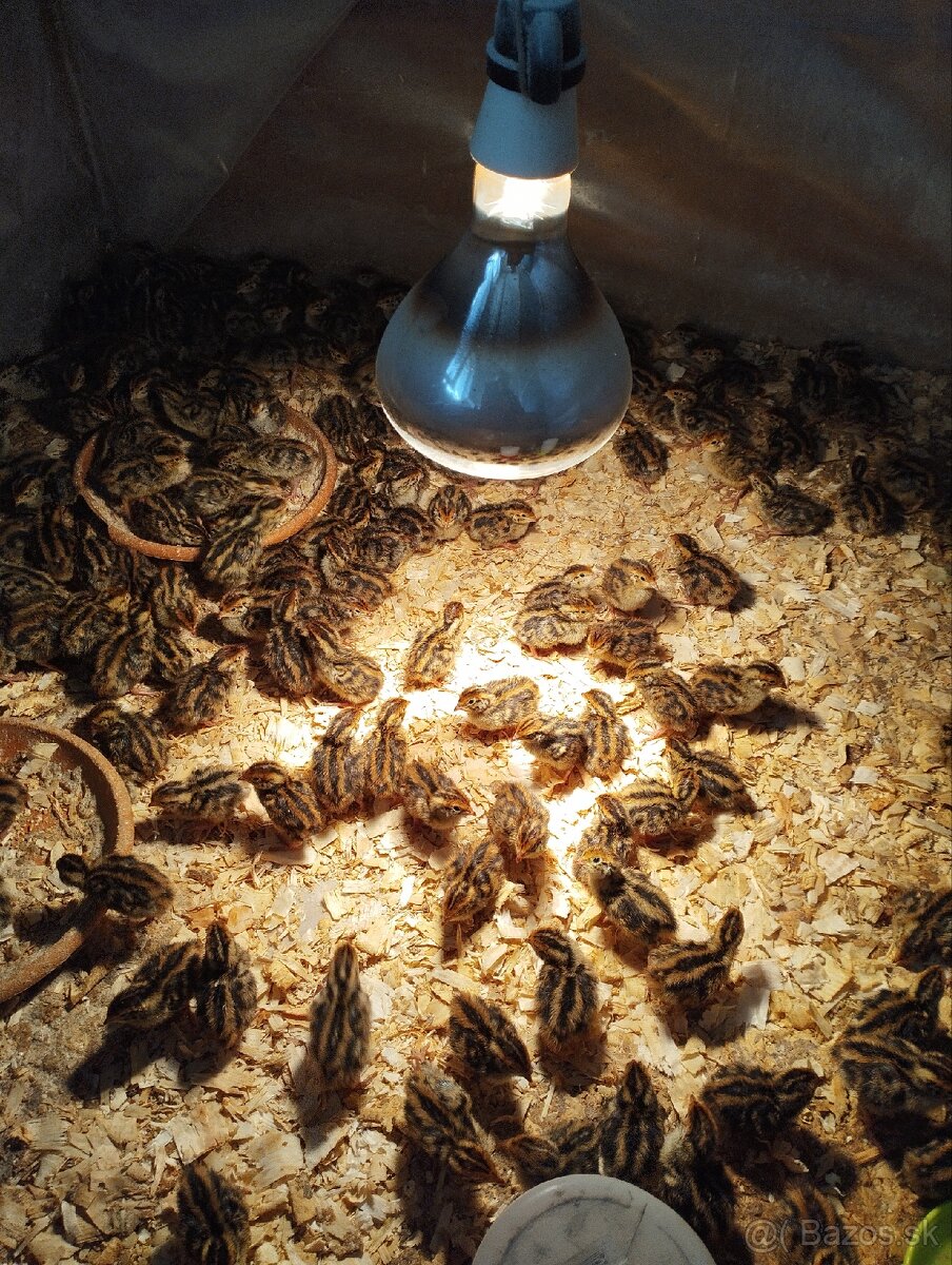 Prepeličie vajíčka - 9