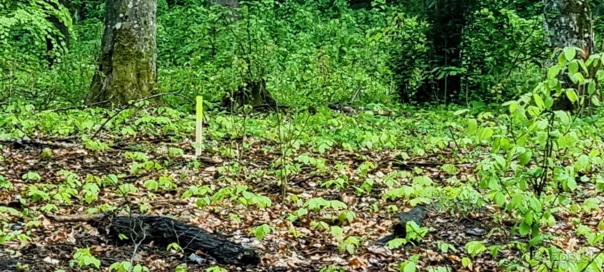 Predaj investičného pozemku v rekreačnej oblasti Kováčová. - 9