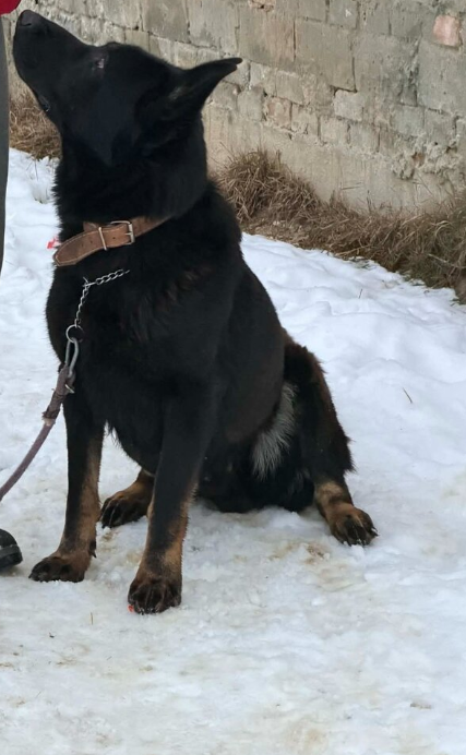 nemecký ovčiak - 9