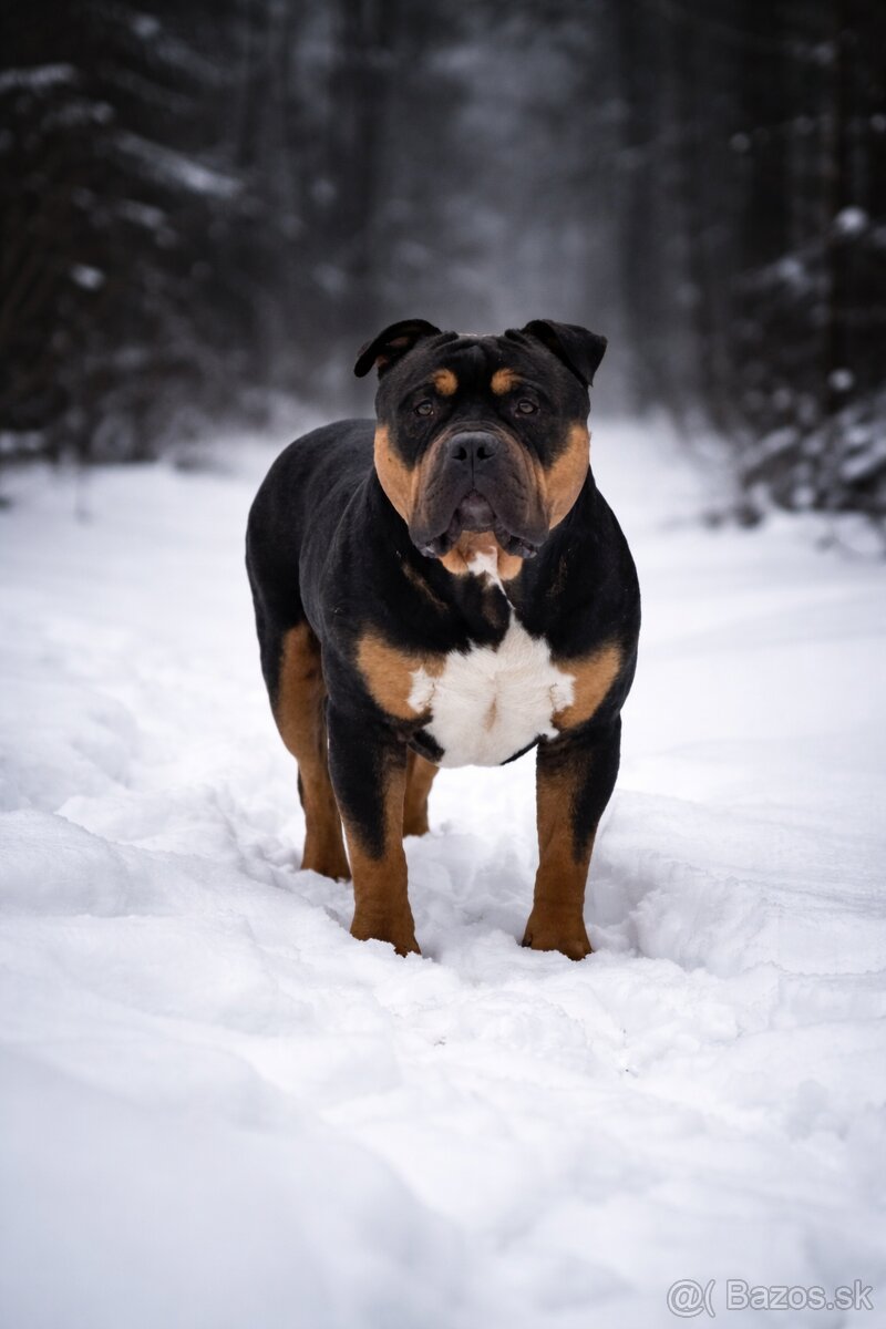AMERICAN BULLY XL🩵💜 - 9