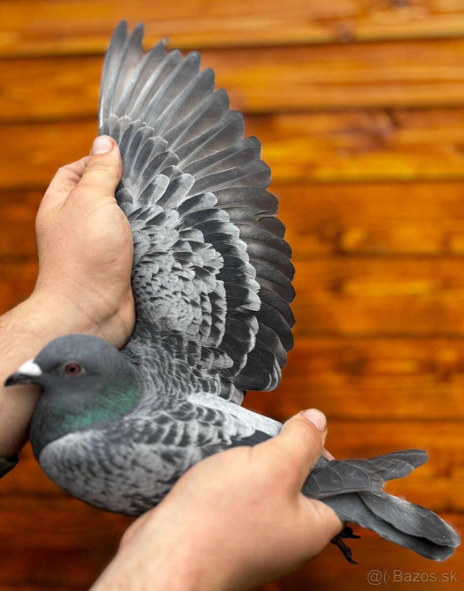 Poštové holuby - 9