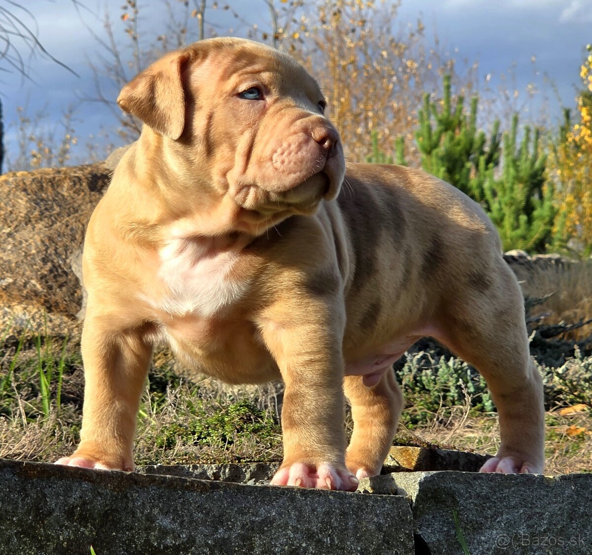 American Bully XL XXL - 9