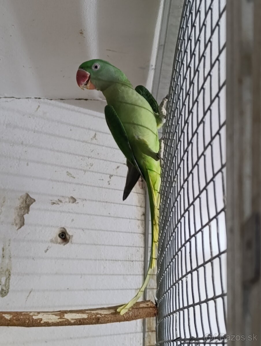 Alexander velký - 9