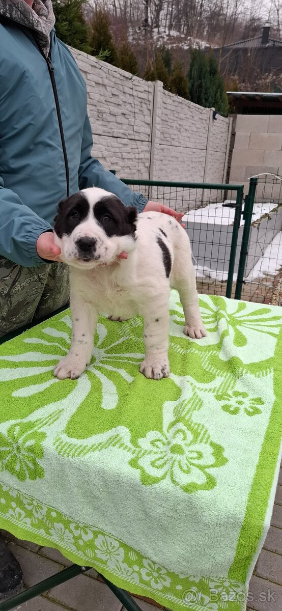 Stredoázijsky ovčiak - 9