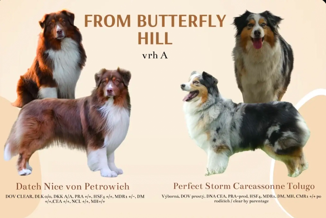 Austrálsky ovčiak s PP - 9