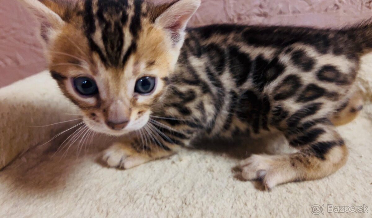 Bengalska mačka s PP - 9