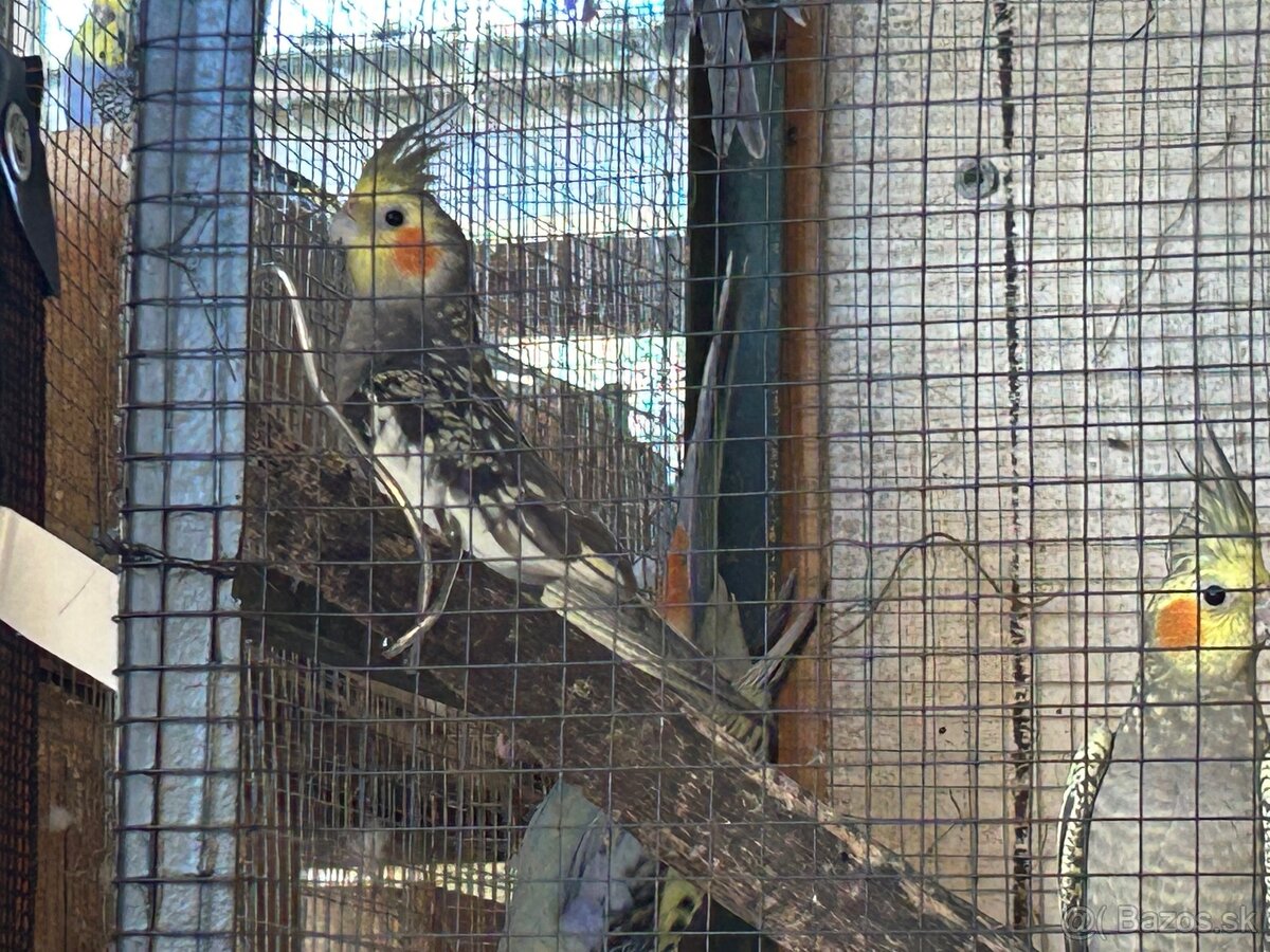 Hľadajú nový domov - 9