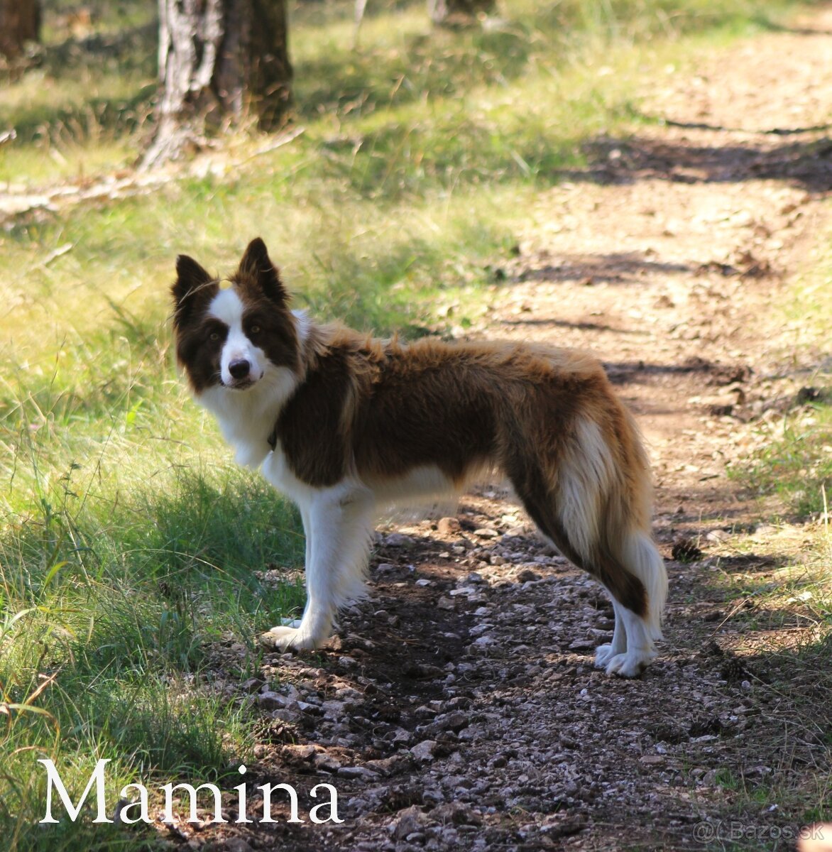 Border kolia - šteniatka na predaj - 9