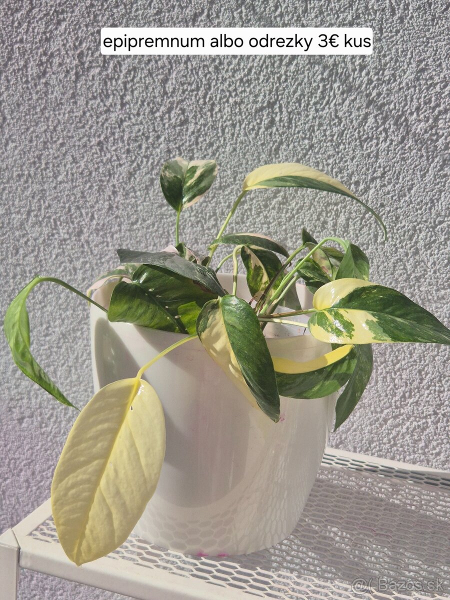 Predám izbové rastliny 2 - 9