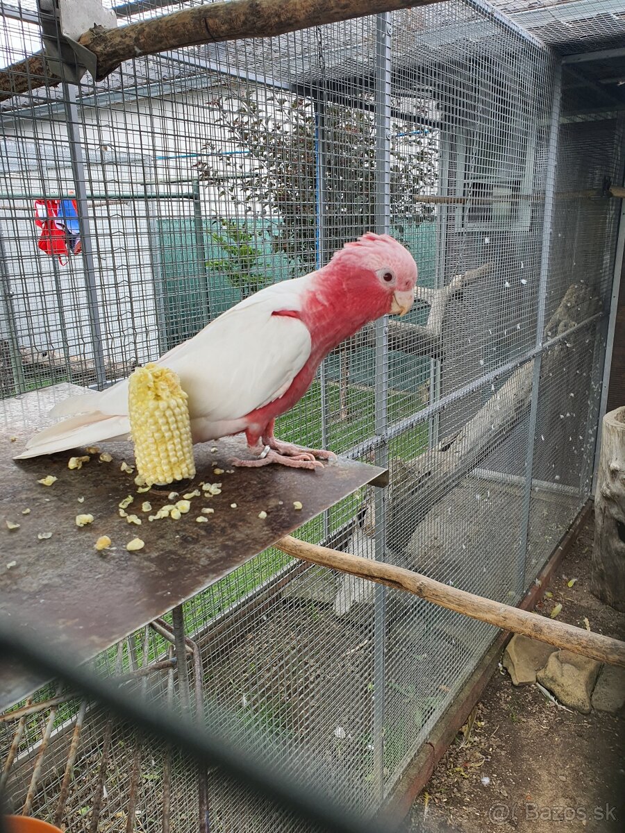 Inka,ruzovy lutino, horsky - 9