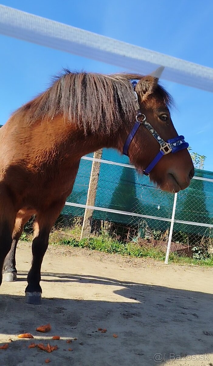 Poník valach - 9