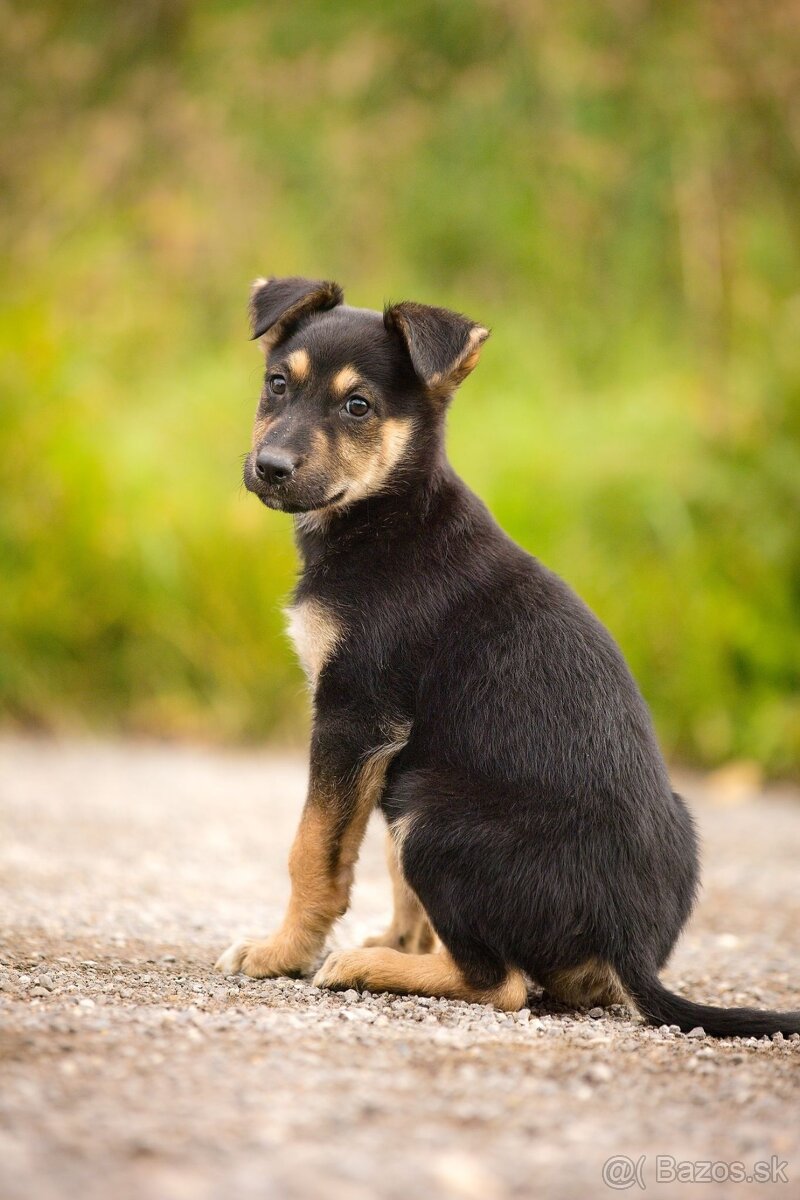 Darujem originálne šteniatka - mix husky / vlčiak / jazvečík - 9
