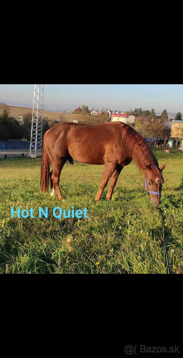 Žrebček na predaj - 9