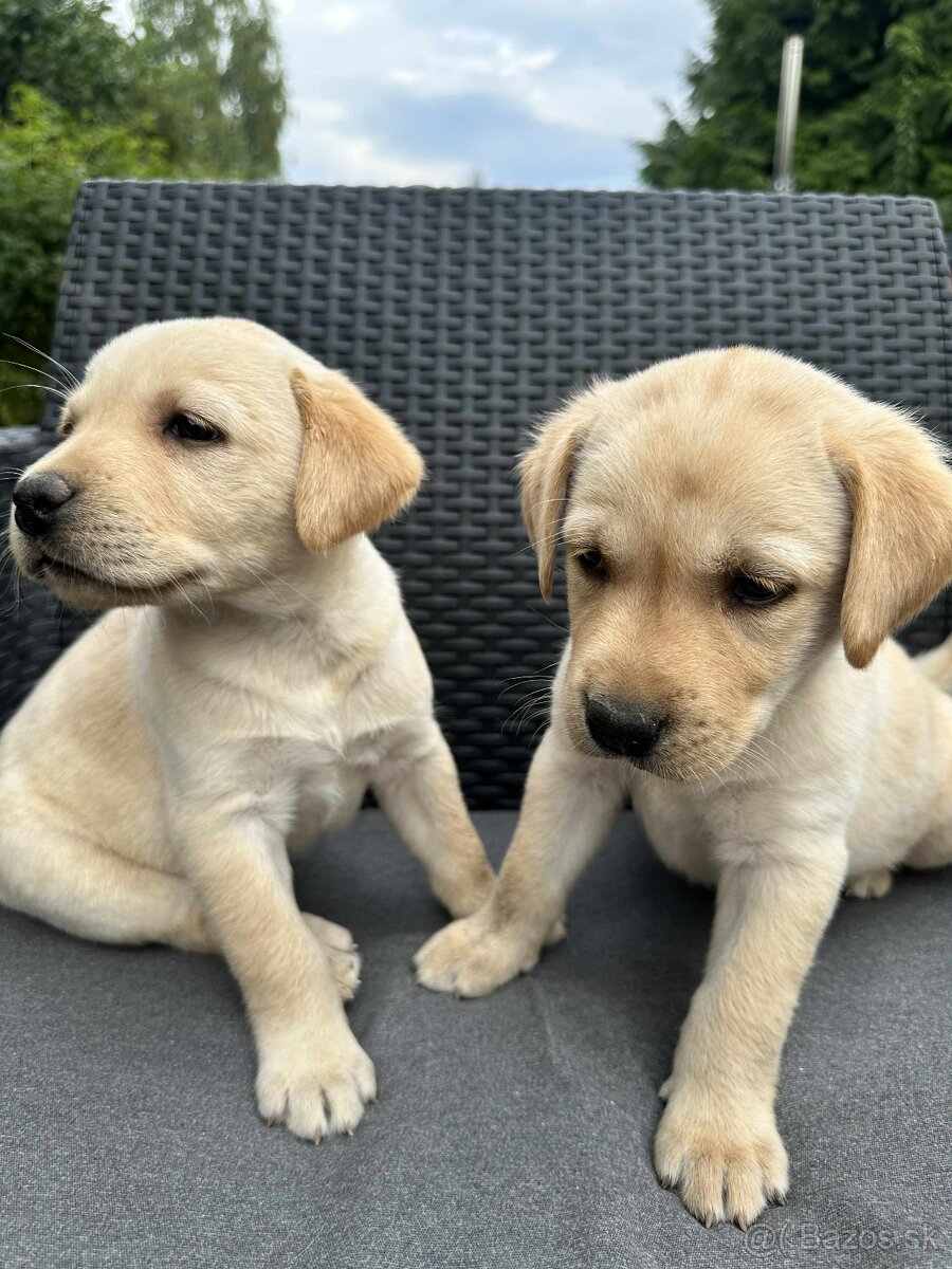 šteniatka labrador a (biely psík) - 9