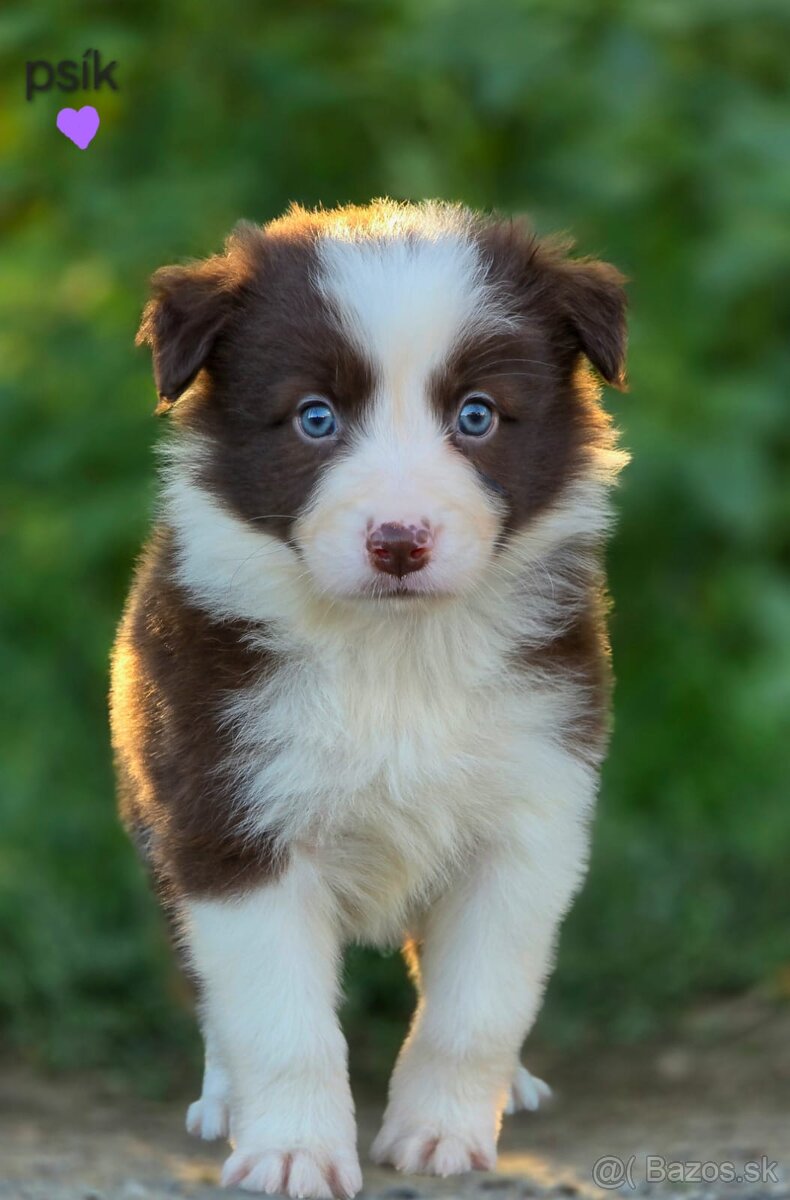 Border collie, kólia bez pp - 9