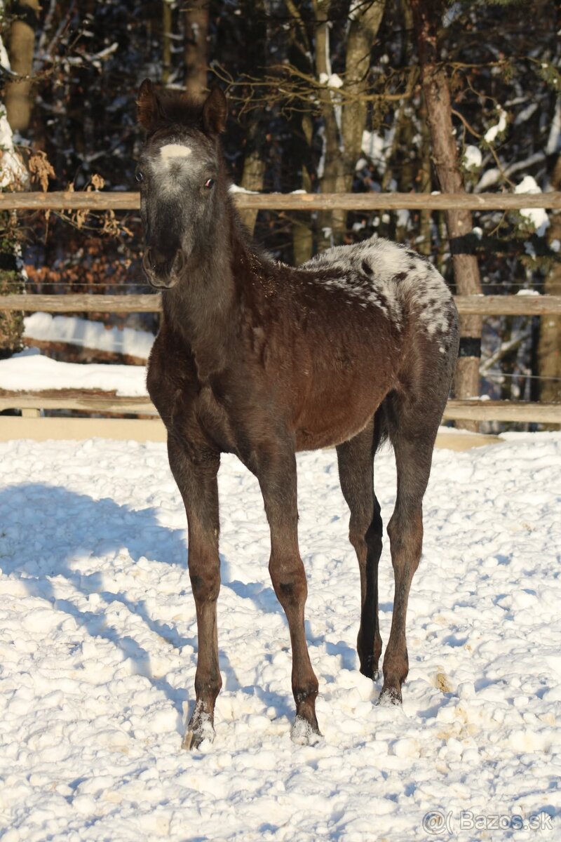 Black Pintaloosa SND Maxie - 9