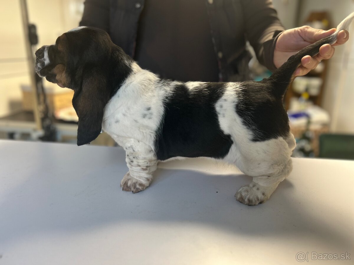 Basset hound šteniatka - rezervacie - 9