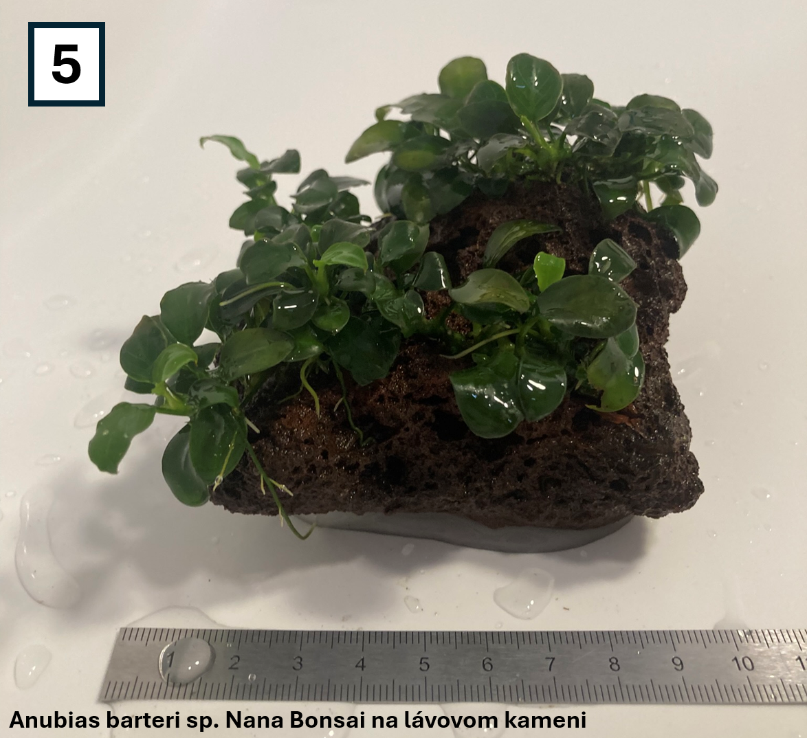 Akváriové rastliny na dekoráciach - 9