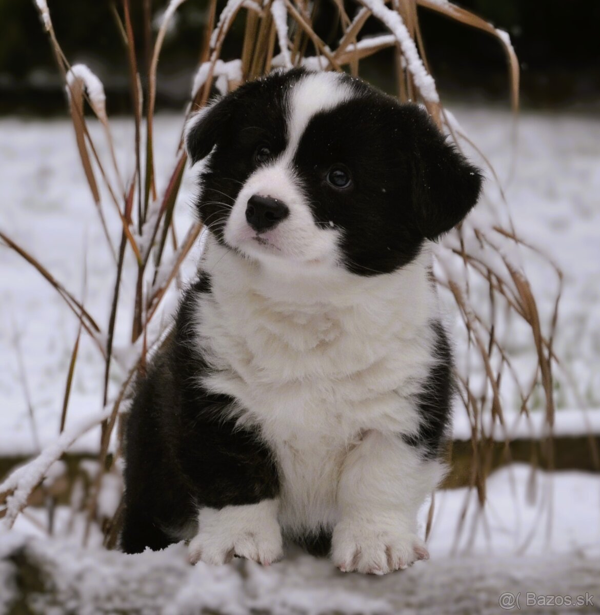Welsh Corgi Cardigan FCI - 9