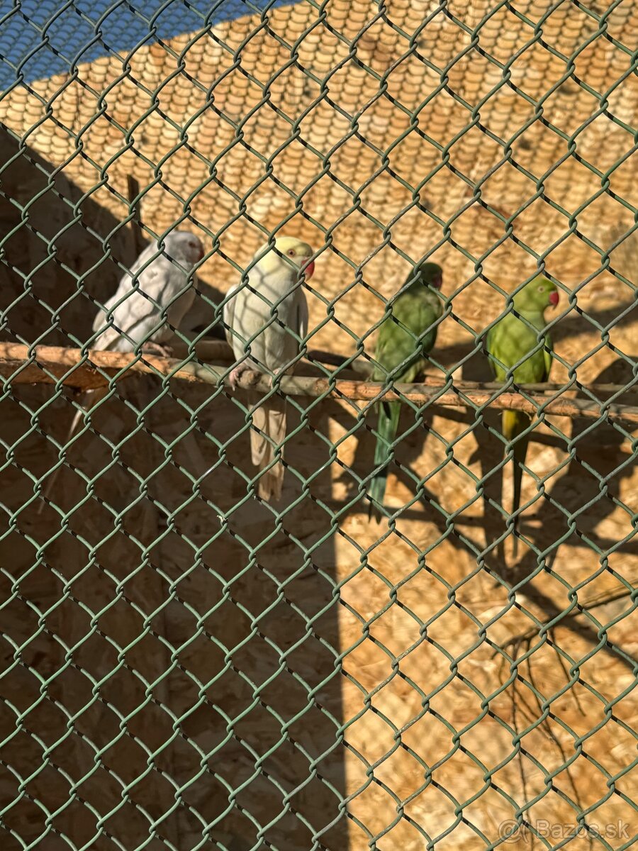 Alexandre malé , Papagáj spevavy - 9