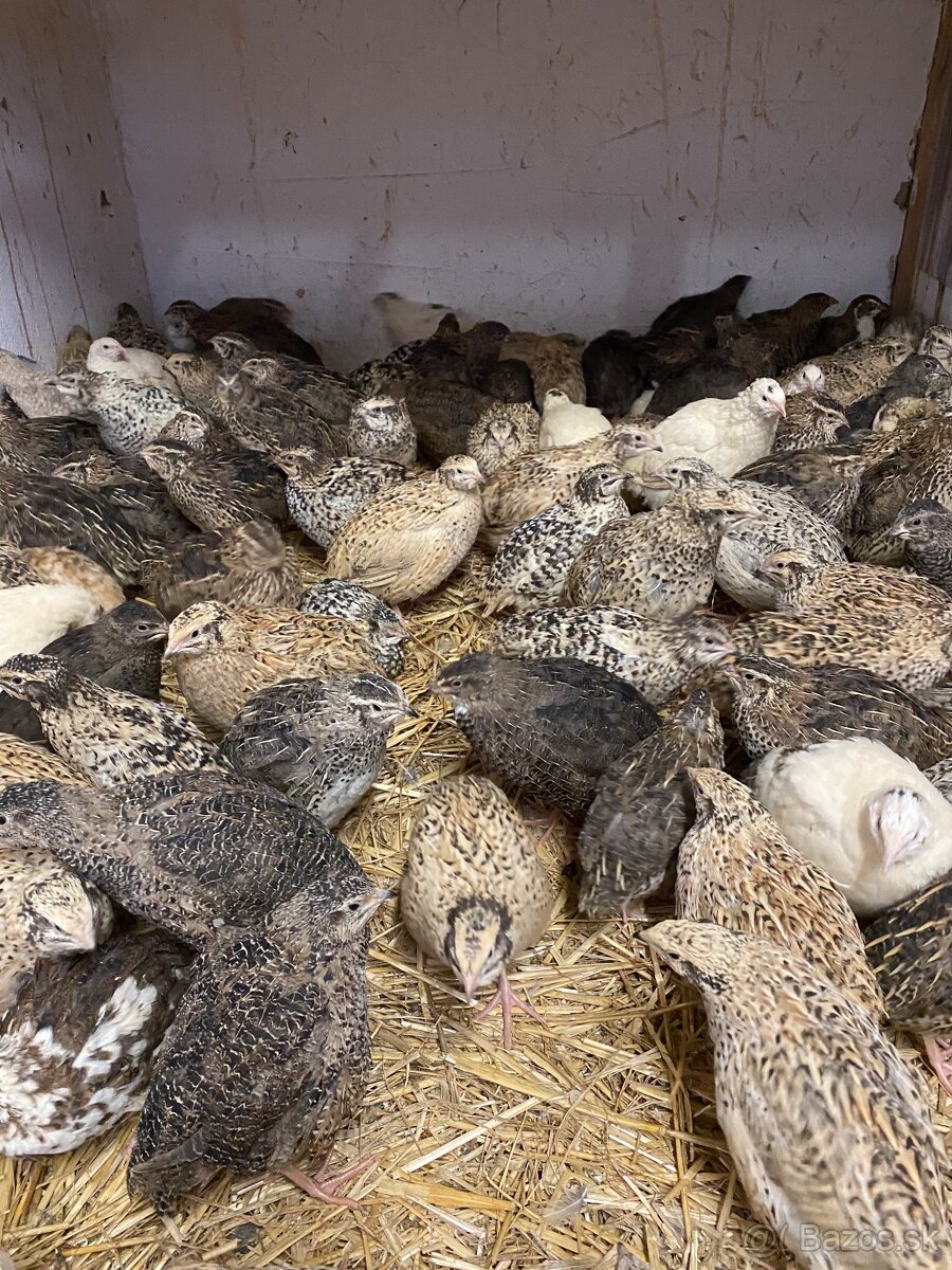 Japonské prepelice - 9