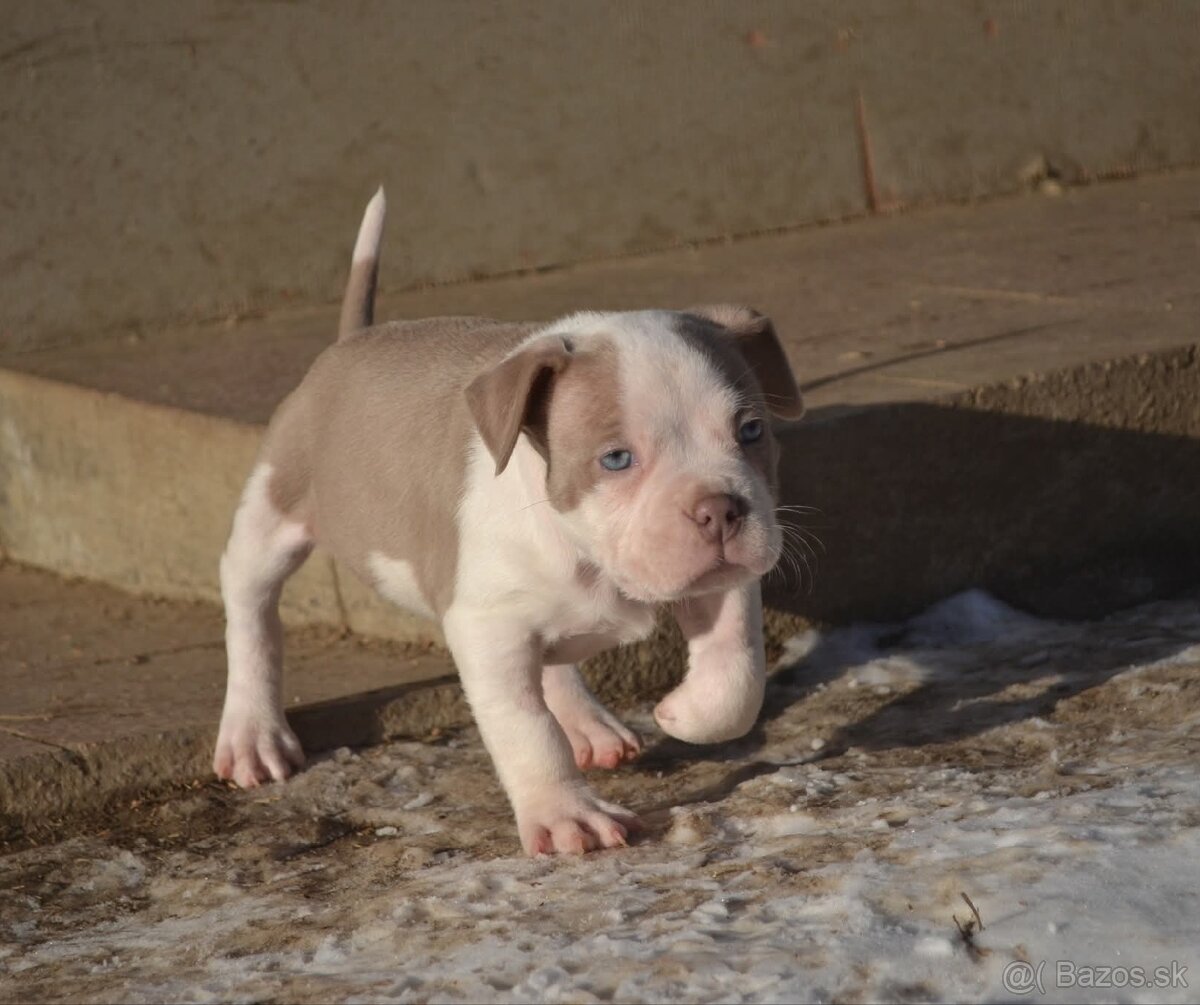 American bully pocket/standard - 9