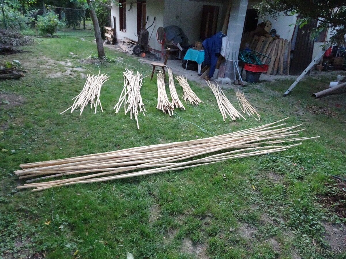 Predám stovky bambusov za symbolickú cenu rôznych dľžok - 9