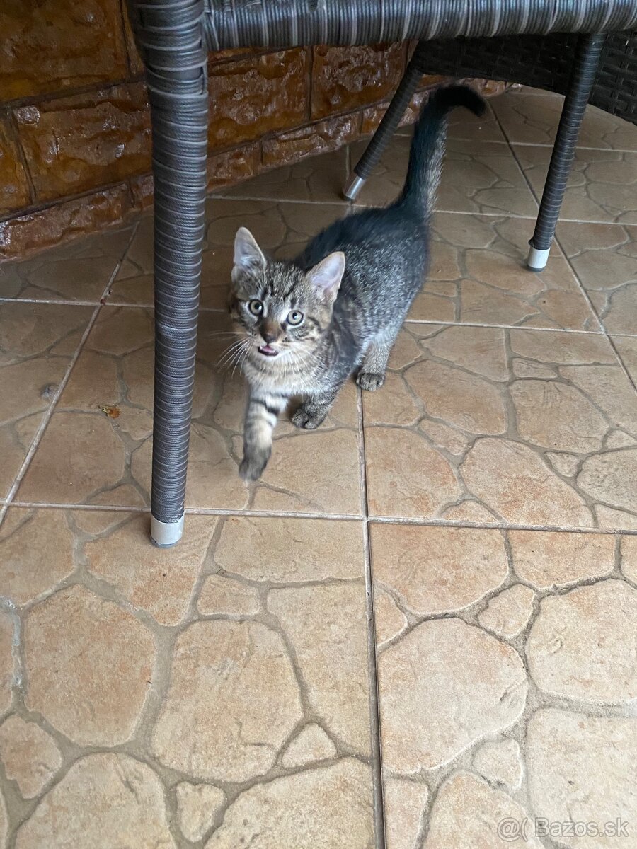 Darujem mačiatka - 9