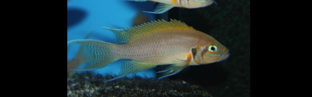 Africké cichlidy - 9