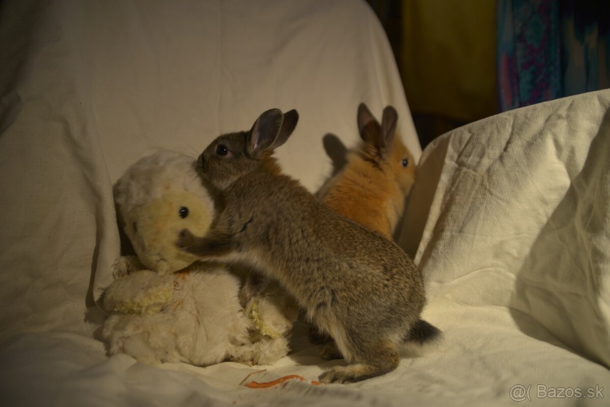 Predám zakrsleho kralička - 9