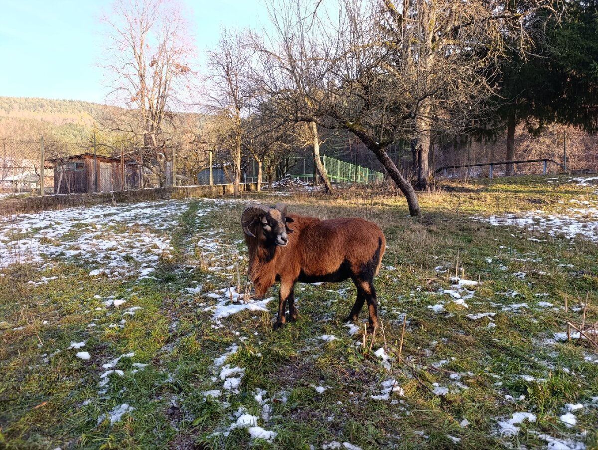 Kamerunské ovce - 9