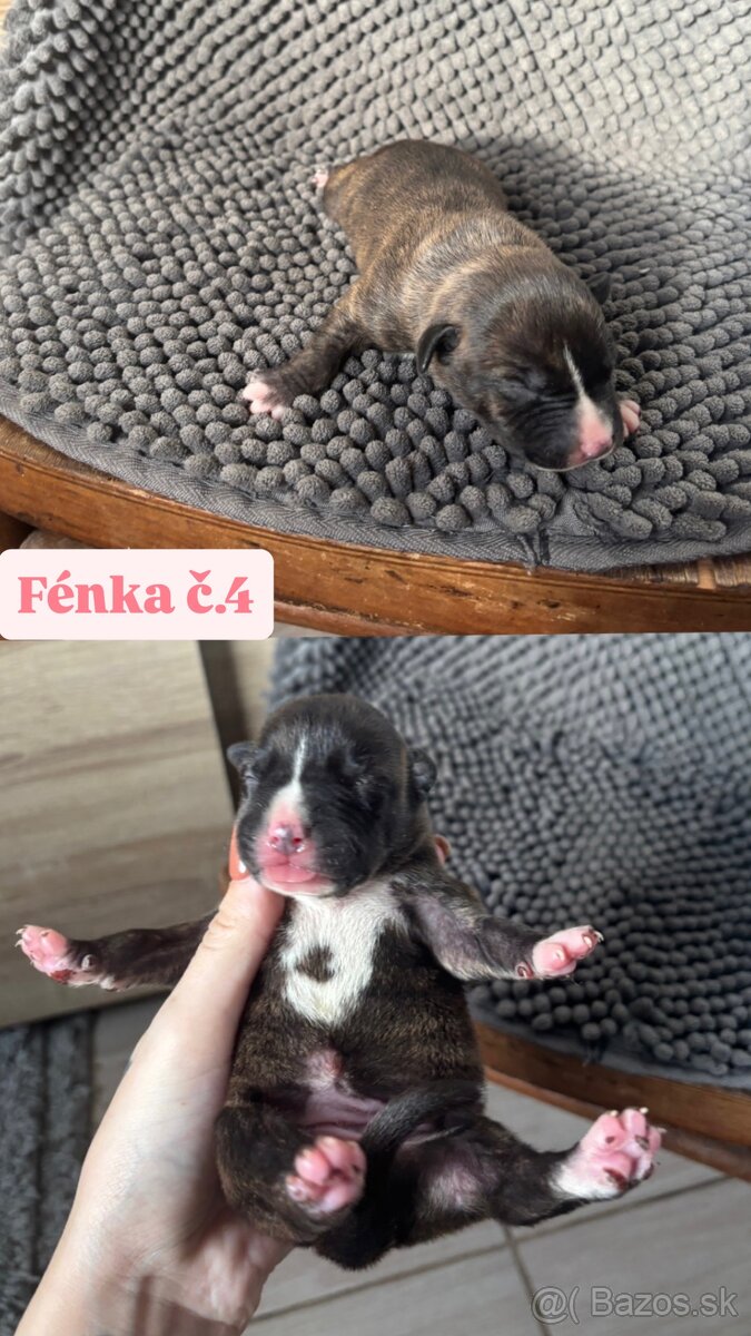 Americký stafordsirsky terier, Stafford, amstaf - 9